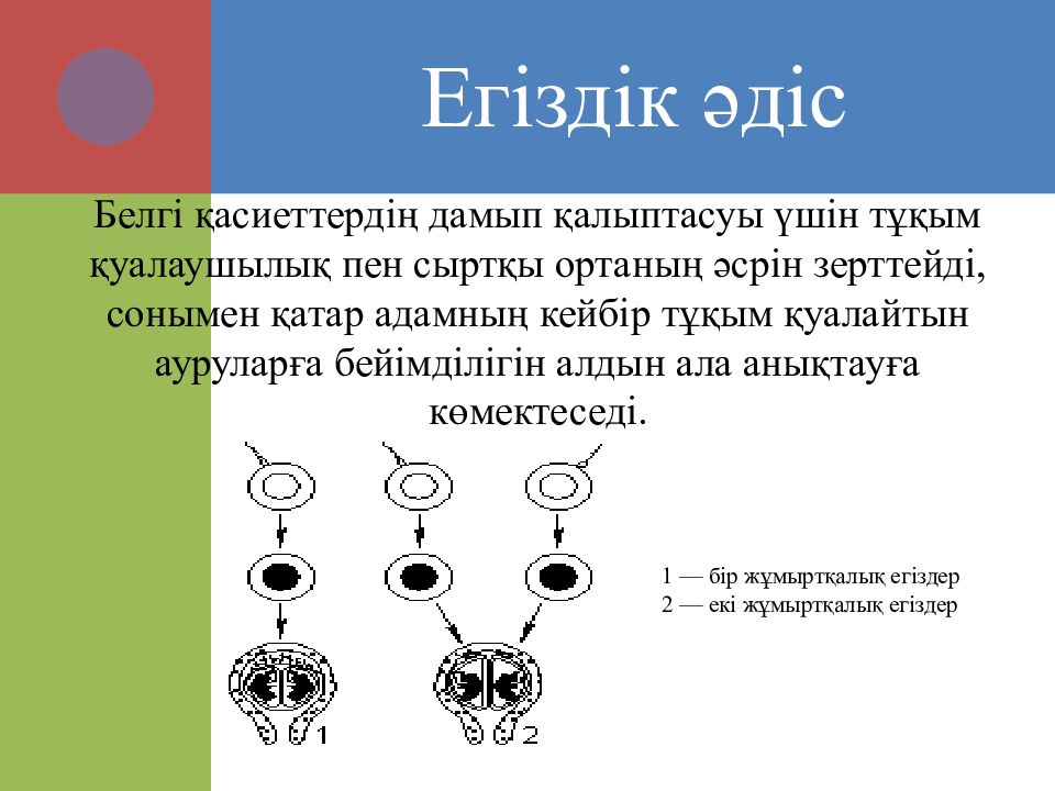 Презентация адам генетикасы