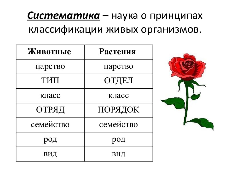 Систематические таксоны биология