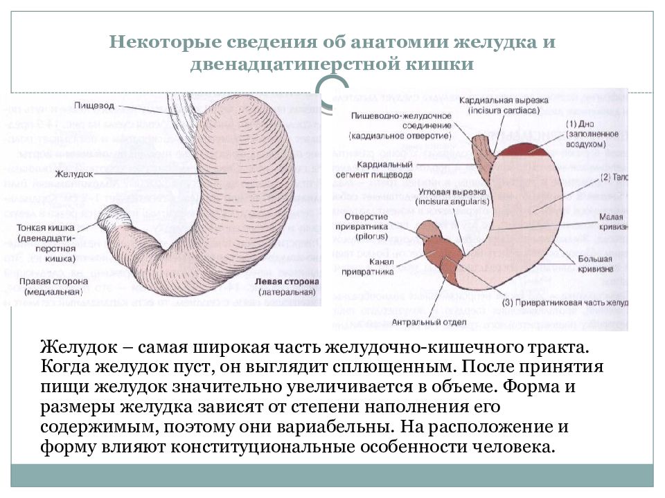 12 перстная кишка процессы. Части желудка анатомия. Анатомия желудка и двенадцатиперстной кишки. Желудок и двенадцатиперстная кишка анатомия. Строение желудка и двенадцатиперстной кишки.