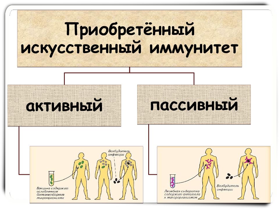 Врожденный иммунитет картинки для презентации