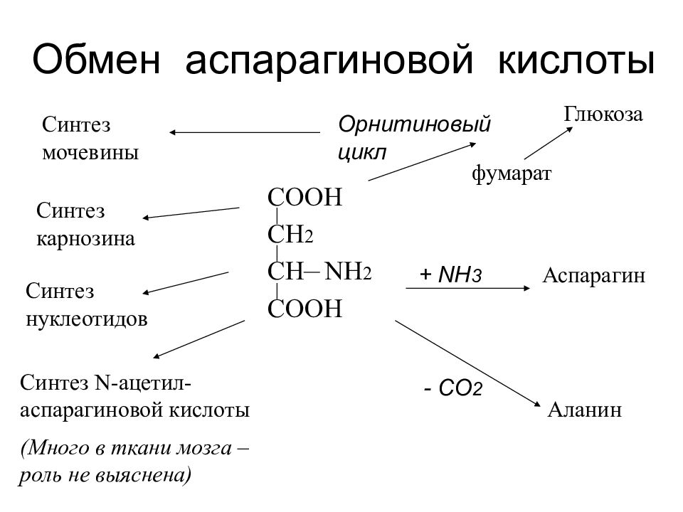 Синтез кислот. Синтез Глюкозы из глутаминовой кислоты. Синтез аспарагина из аспарагиновой кислоты. Метаболизм глутаминовой кислоты схема. Пути обмена глутаминовой кислоты биохимия.