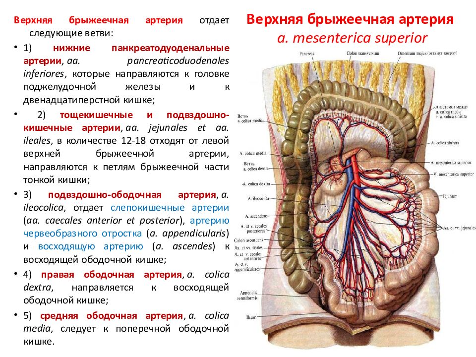 Верхняя брыжеечная артерия схема