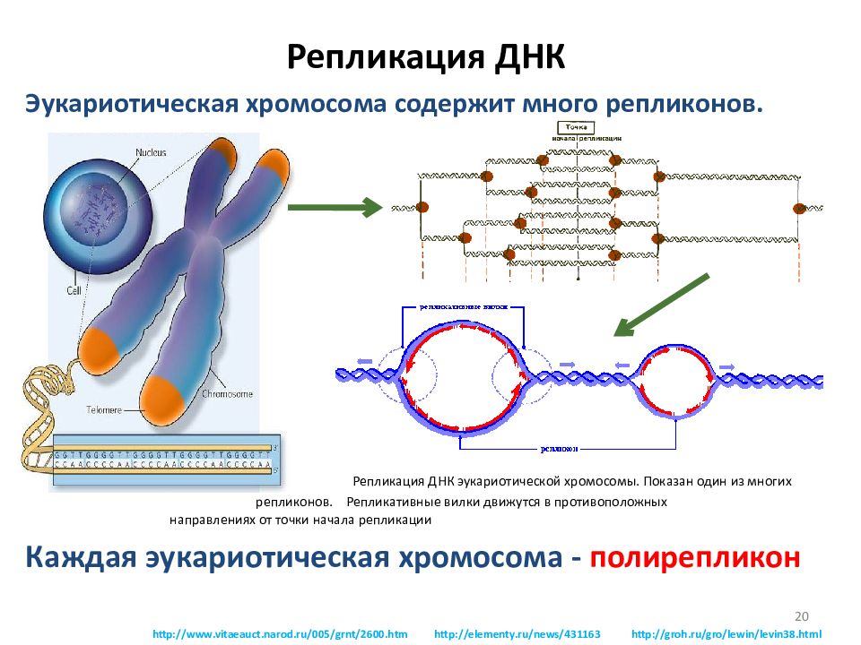 Какой процесс происходящий с генетической информацией клетки изображен на схеме