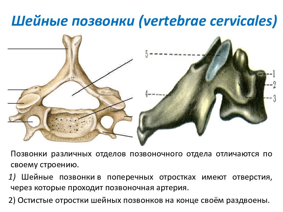 Шейный позвонок строение. Шейные позвонки строение анатомия. 7 Шейный позвонок анатомия. Строение шейного отдела позвоночника с 1. Шейный шестой шейный позвонок анатомия.