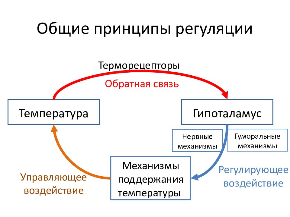 Органы с разными функциями но общим планом строения