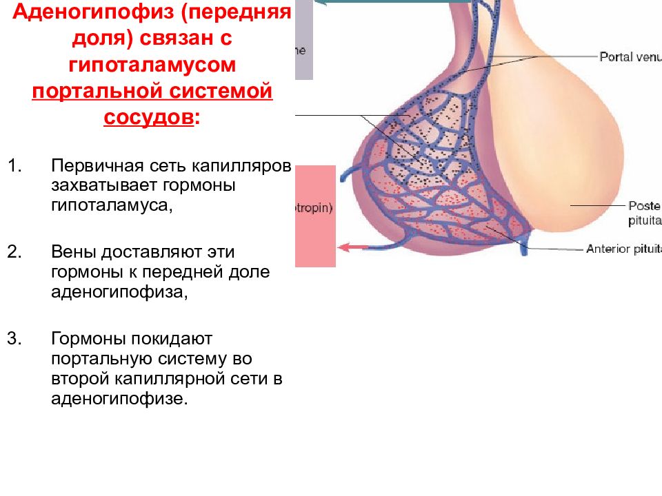 Физиология гипоталамо гипофизарной системы презентация