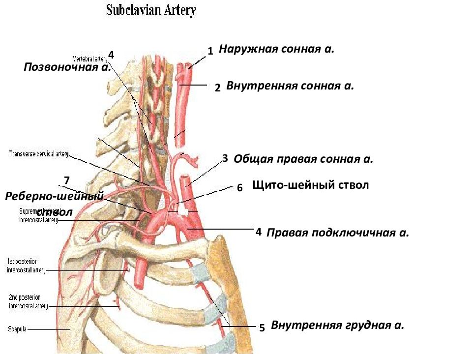 Внутренняя грудная. Подключичная артерия анатомия ствола. Топография подключичной артерии. Ветви подключичной артерии анатомия. Подключичная артерия, (а. subclavia),.