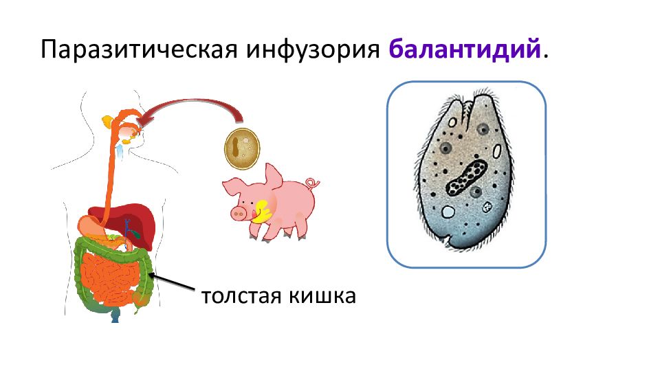 Рассмотрите рисунок с изображением паразитического простейшего. Инфузория туфелька значение в природе и жизни человека. Роль инфузории туфельки в природе и жизни человека. Значение в природе и жизни человека класса инфузории. Доклад на тему паразитические простейшие лямблия рисунок.