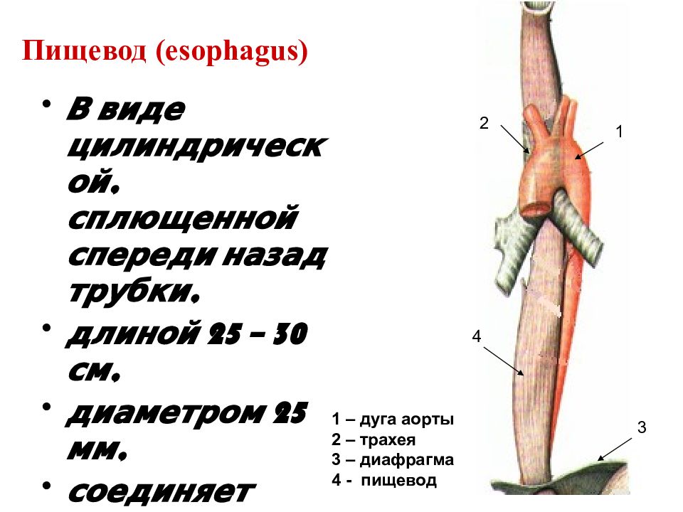 Пищевод человека где находится строение фото