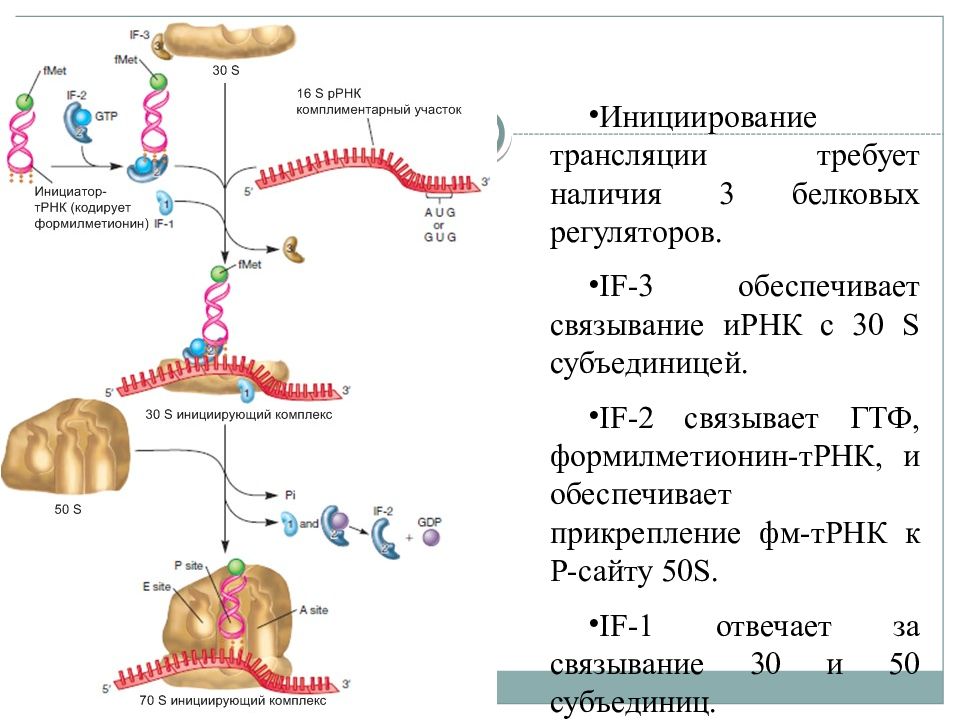 Трансляция трнк. Формилметионин ТРНК. Трансляция РНК. N-формилметионин.