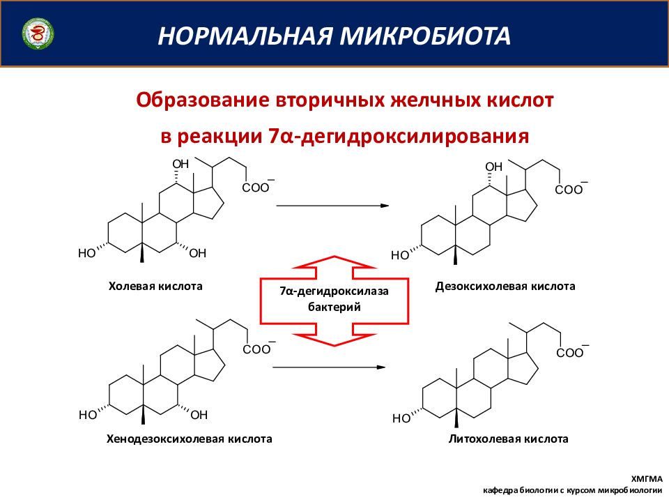 Схема образования желчных кислот