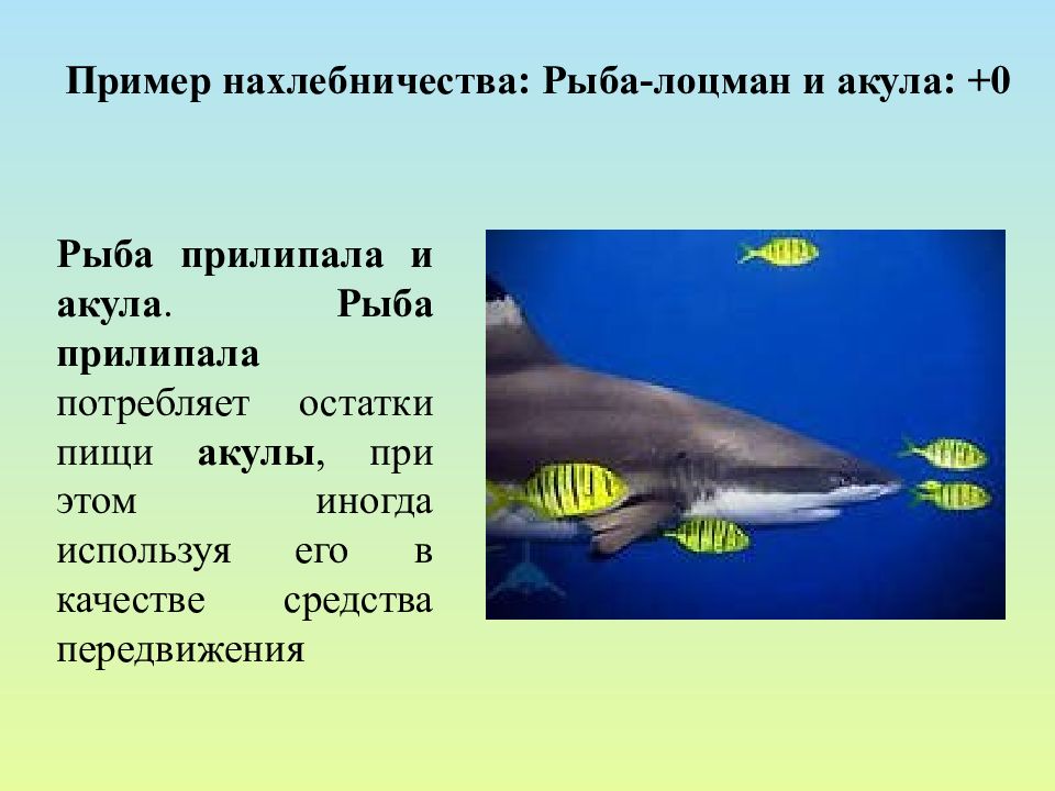 Акула рыба прилипала тип взаимодействия. Рыба прилипала и акула. Рыбы прилипалы и акулы. Акула и рыба-Лоцман. Рыба-Лоцман и акула Тип взаимоотношений.