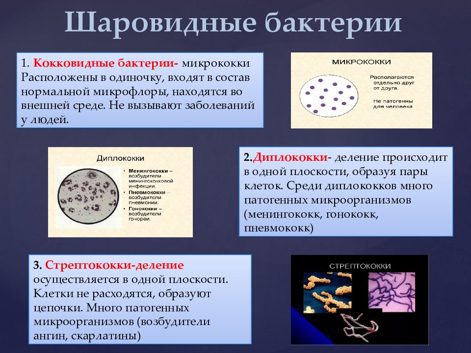 Бактерии являются тест. Шаровидные формы бактерий микрококки. Характеристика шаровидных бактерий. Микрококки шаровидные микроорганизмы расположенные. Кокковидные бактерии.