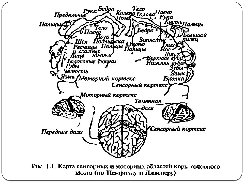 Нейропсихология детского возраста. Нейропсихология младшего школьного возраста. Нейропсихология детского возраста обучение. Нейропсихология детского возраста презентация.