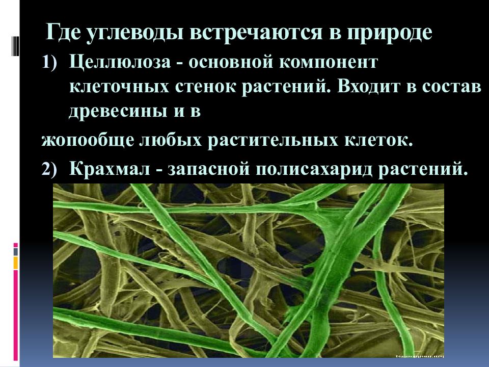 Растительная целлюлоза. Углеводы образующие стенки растительных клеток. Углевод, входящий в стенки растительных клеток?. Где встречаются углеводы. Полисахариды клеточной стенки растений.