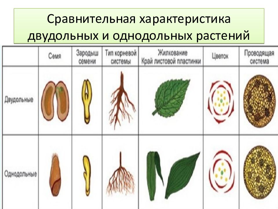 Однодольные и двудольные таблица сравнения. Сравнение однодольных и двудольных растений. Сравнение однодольных и двудольных растений таблица 6 класс. Сравнение однодольных и двудольных растений 6 класс.