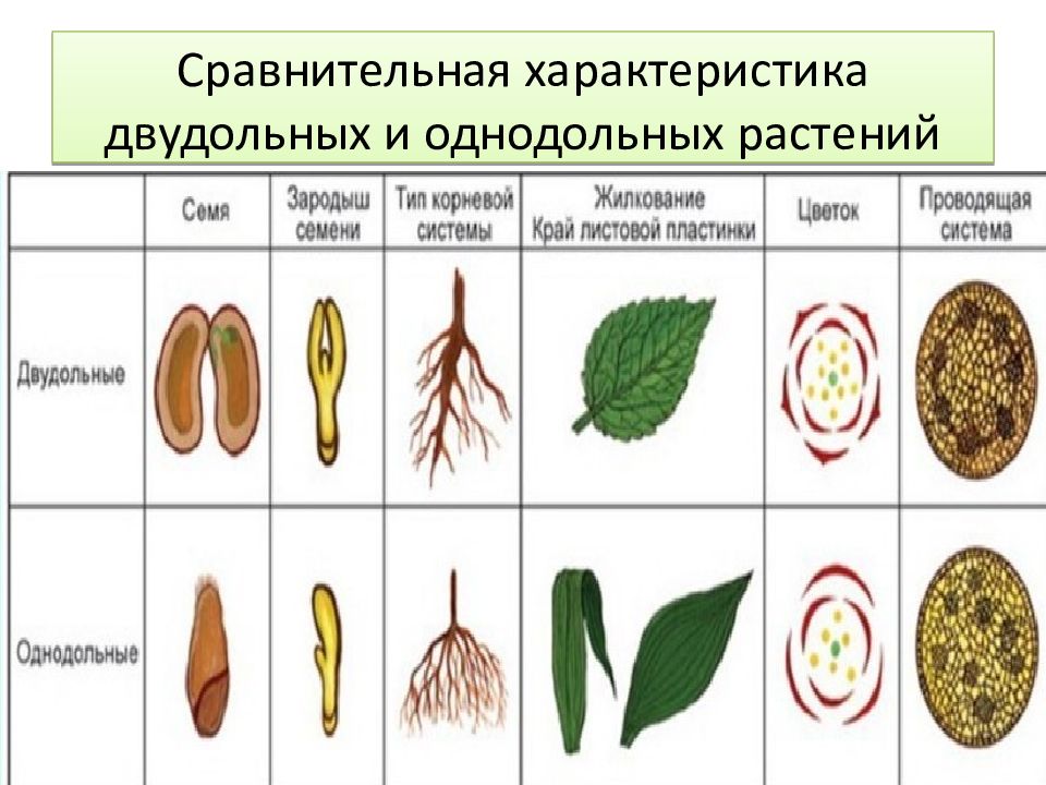 Преобладают травянистые растения двудольные или однодольные