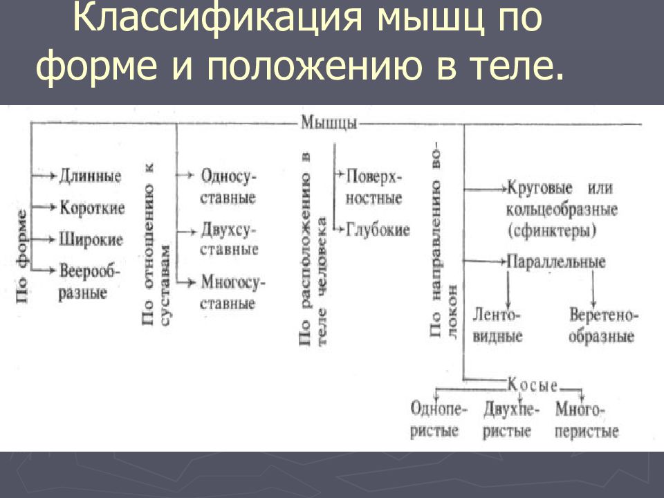 Классификация мышц. Классификация мышц по форме. Классификация мышц таблица. Классификация мышц по положению. Классификация мышц по форме таблица.