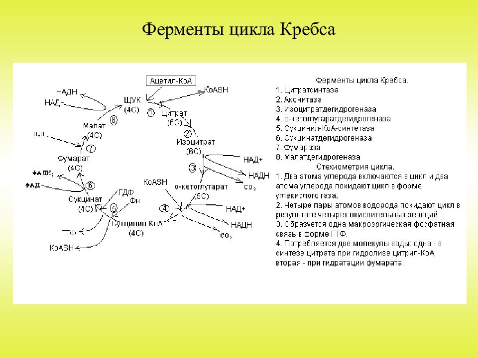 Цикл кребса в митохондриях. Цикл Кребса схема в митохондриях. Регуляция цикла Кребса биохимия. Цикл Кребса биохимия с ферментами. Малат цикл Кребса.