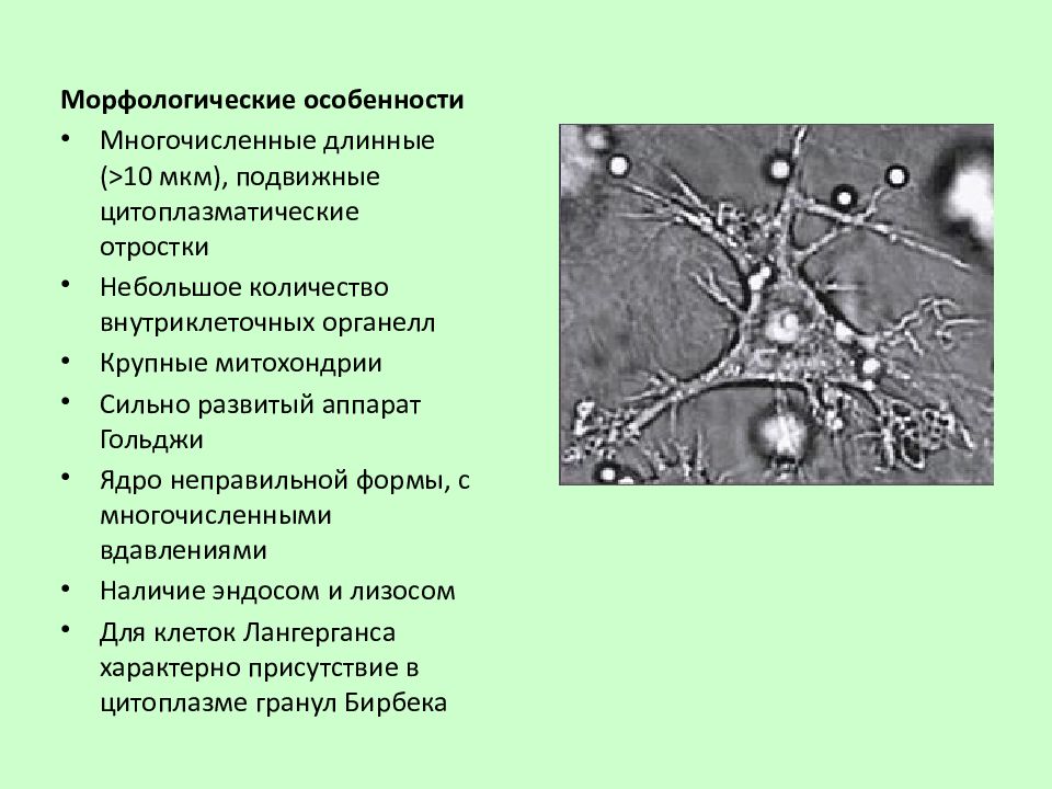 Вакцина дендритными клетками. Дендритная клетка строение и функции. Рецепторы дендритных клеток иммунология. Функции дендритных клеток иммунология. Дендритные клетки характеристика.