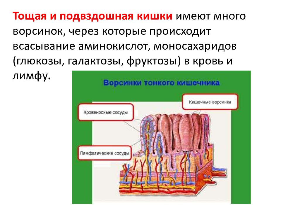 Всасывание питательных веществ в кровь 8 класс презентация пасечник