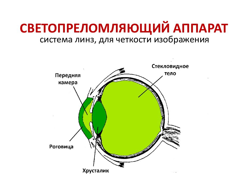 Среда глаза. Светопреломляющая оптическая система глаза. Физиология светопреломляющей системы глаза. Светопреломляющий аппарат глаза схема. Светопреломляющий аппарат глаза функции.