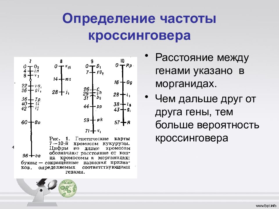 Презентация сцепленное наследование генов 10 класс профильный уровень