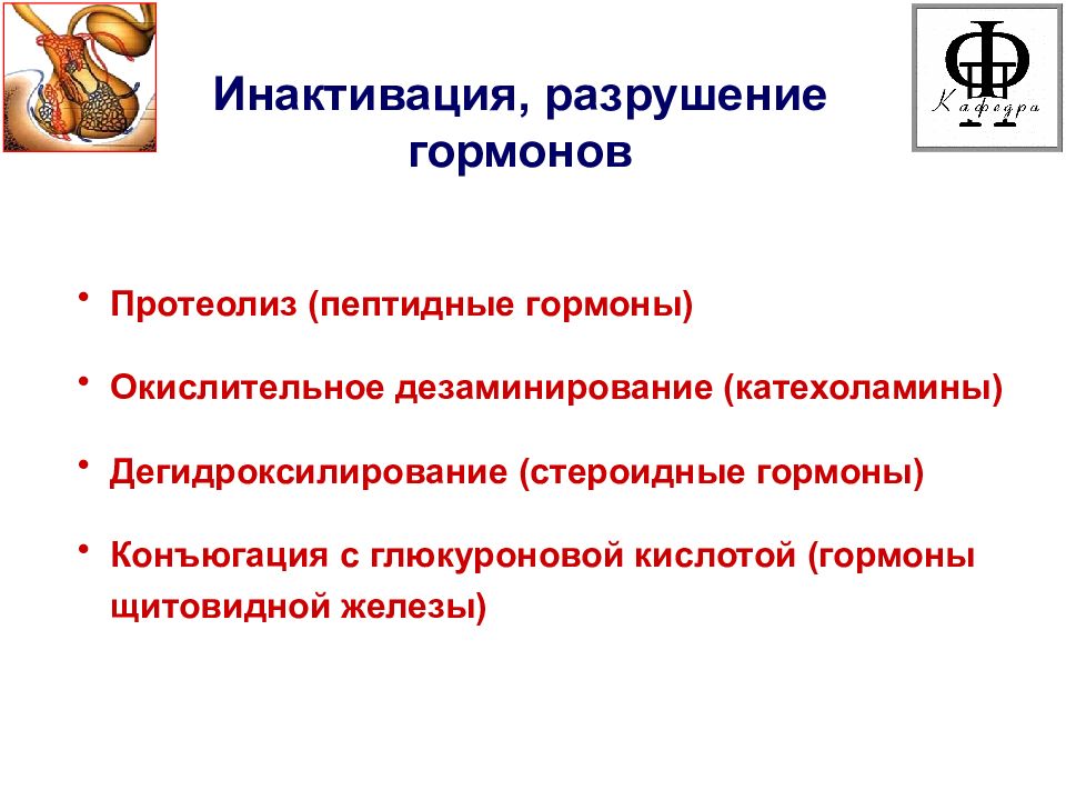 Физиологические свойства гормонов. Гормоны доклад. Кортикотропный гормон функции. Основные свойства гормонов. Почему выполнив свою задачу гормон разрушается.