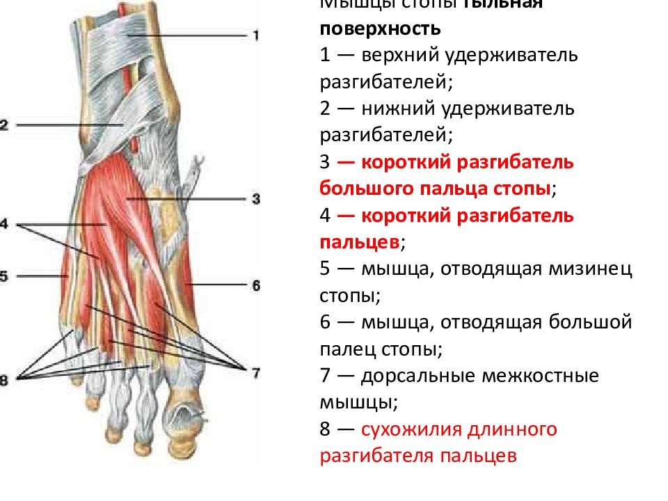 Тыльные мышцы стопы. Удерживателем сгибателей стопы. Тыльные межкостные мышцы стопы. Мышцы сгибатели пальцев стопы. Сухожилия сгибателей пальцев стопы анатомия.