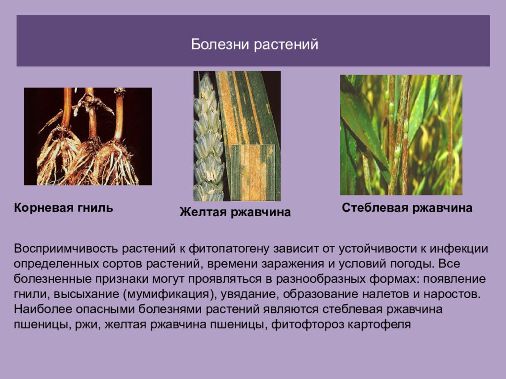 Эпифитотии заболевания