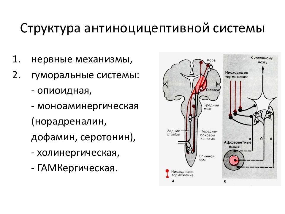 Схема антиноцицептивной системы