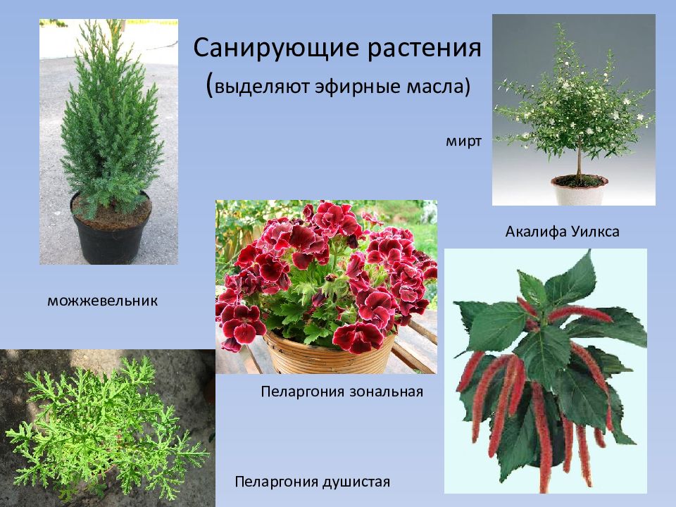Комнатные растения много кислорода. Что выделяют растения. Комнатные растения выделяющие кислород. Кислородные цветы комнатные. Комнатные растения которые выделяют много кислорода.