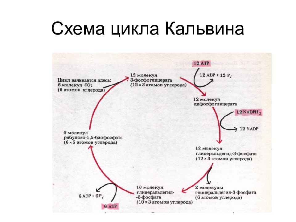 Синтез кальвина