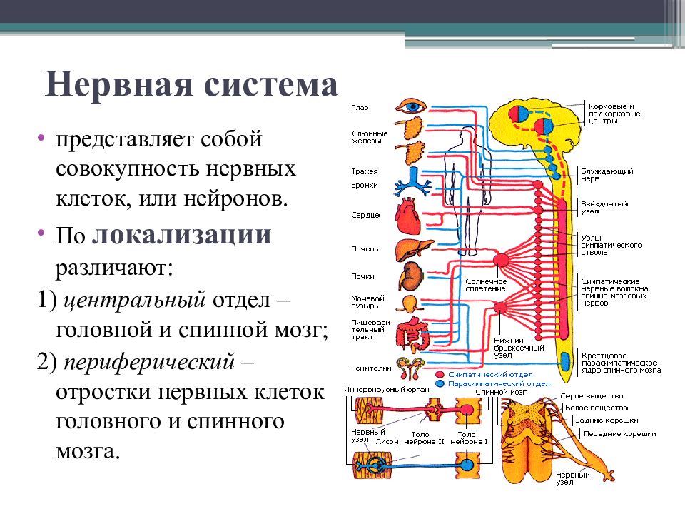 Нервная система презентация