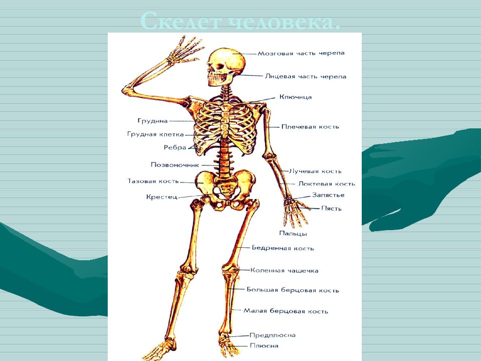 Анатомия человека строение скелета