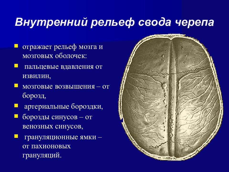 Покровы свода черепа. Свод черепа. Пальцевидные вдавления. Пальцевые вдавления на черепе. Синусы свода черепа.