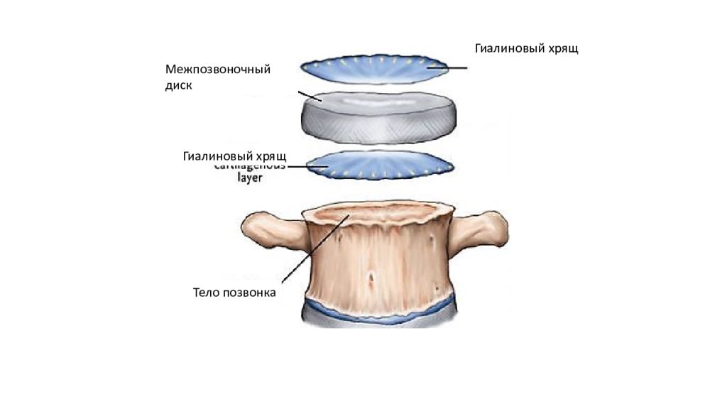 Межпозвоночные диски хрящ