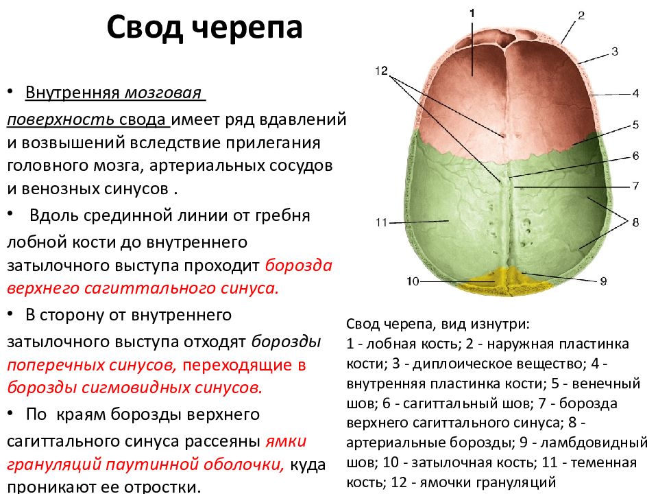 Свод черепа. Свод черепа вид изнутри. Свод черепа образуют. Наружная поверхность свода черепа.