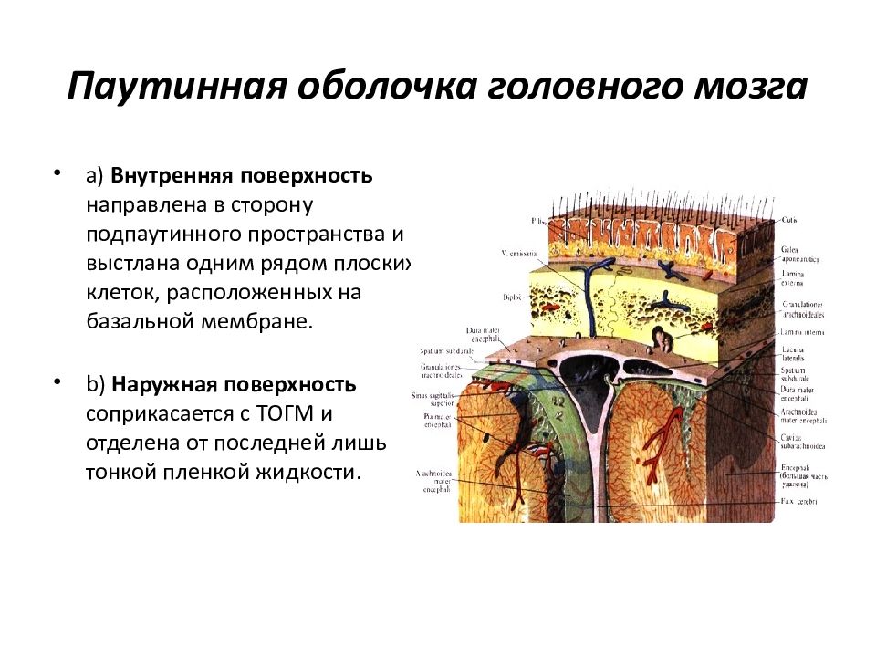 Мягкая оболочка. Паутинная оболочка мозга. Паутинная оболочка головного мозга анатомия. Арахноидальная оболочка головного мозга. Строение паутинной оболочки головного мозга.