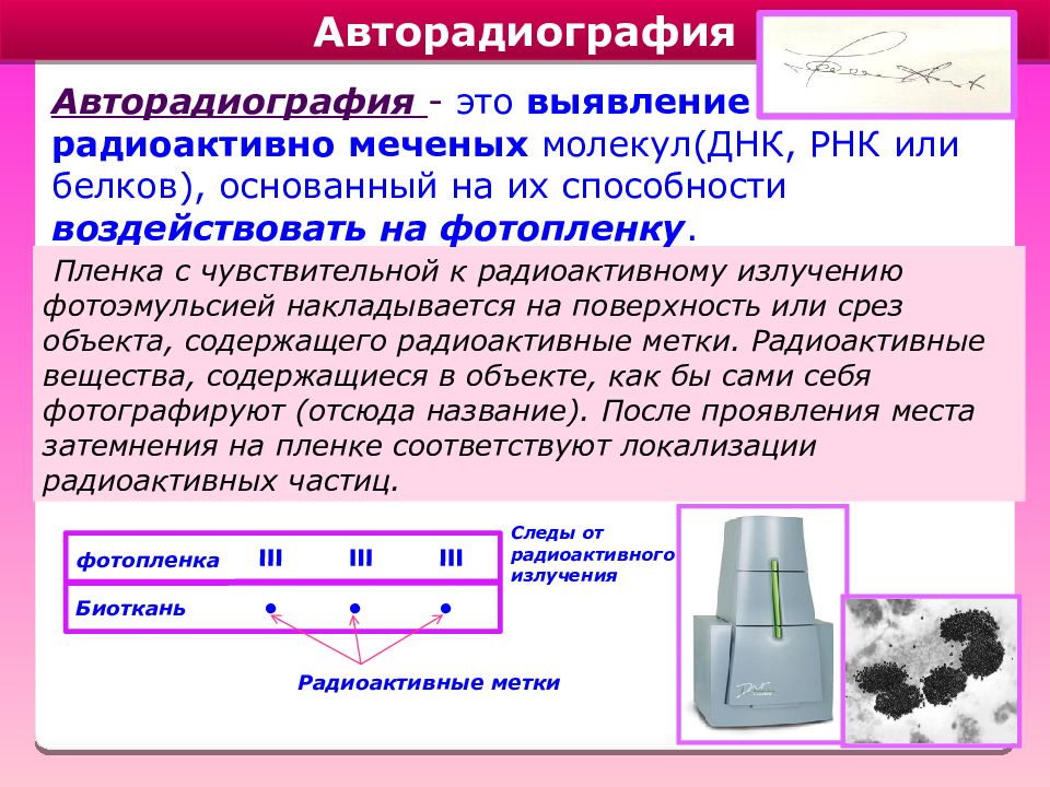 Выявление это. Метод авторадиографии. Метод авторадиографии в цитологии. Метод авторадиографии в биологии. Авторадиография метод меченых атомов.