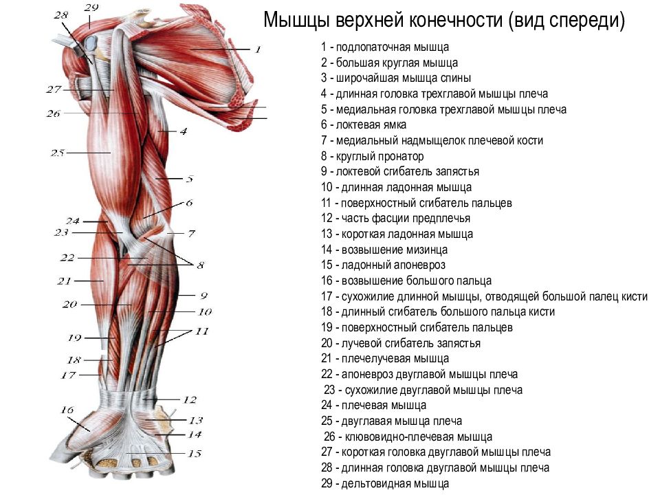 Схема верхних конечностей схема нижних конечностей