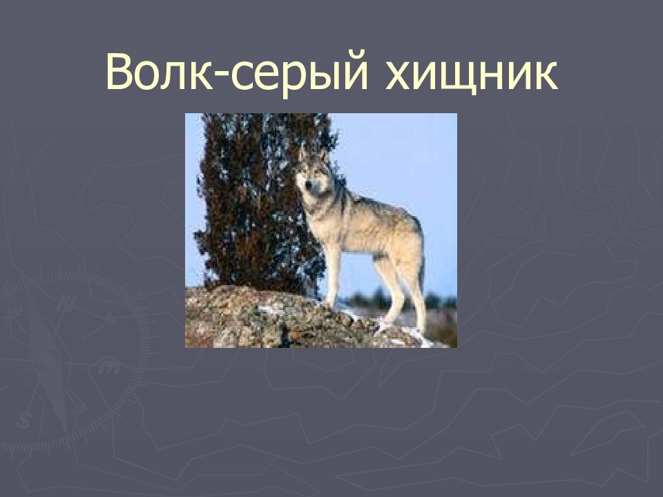 Волк презентация. Волк для презентации. Волк слайд. Систематика волка серого. Известно что волк серый хищное стайное охраняемое.