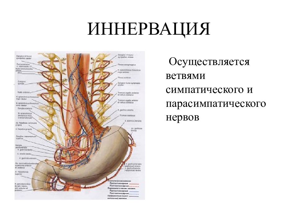 Топографическая анатомия желудка презентация