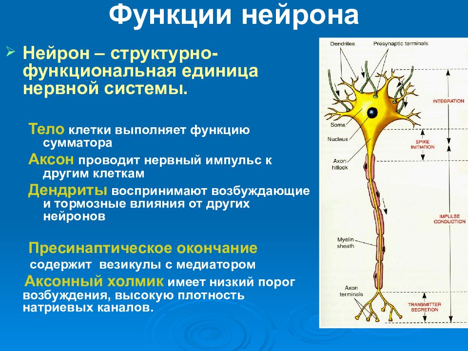 Основная клетка нервной системы. Нейрон строение и функции. Функции нейронов структура нервной системы. Нервная система строение нейрона. Строение нейрона классификация нейронов.