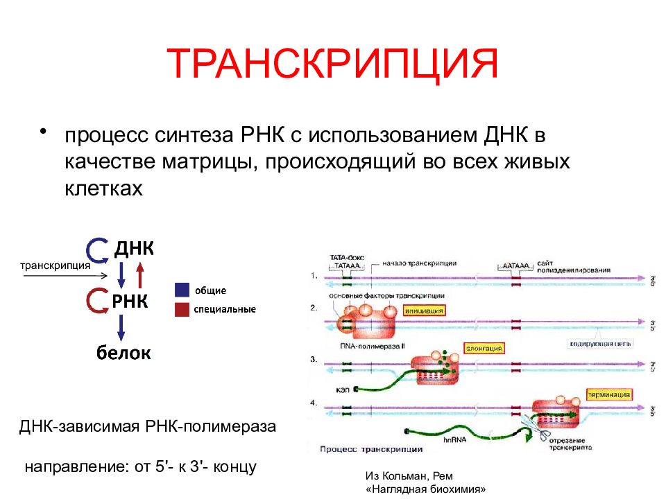 Схема транскрипции днк