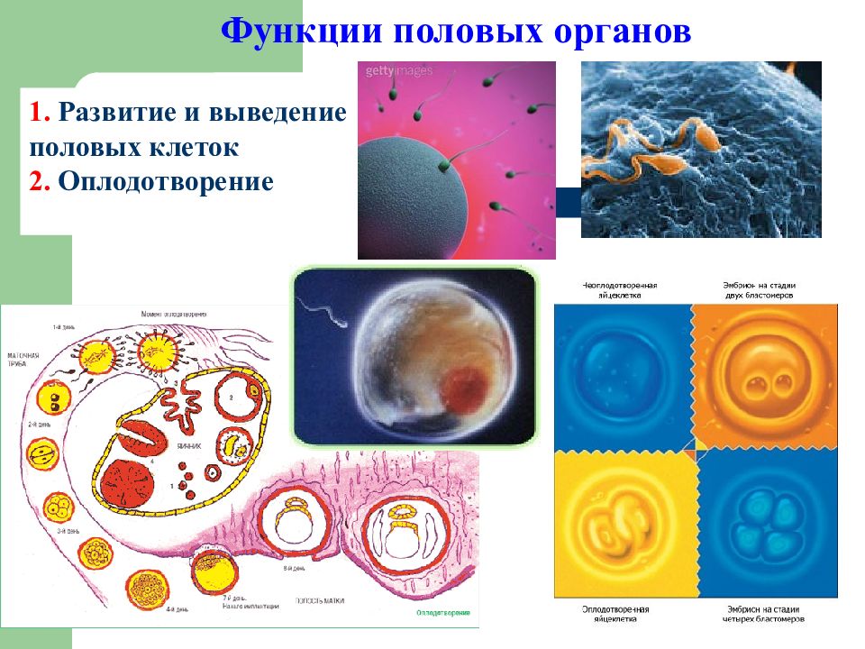 Процесс оплодотворения клетки. Развитие половых клеток оплодотворение. Образование половых клеток и оплодотворение. Оплодотворение половых клеток оплодотворение. Образования половых клеток. Оплодотворение (этапы, понятия).