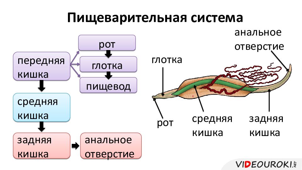 Пищеварительная система