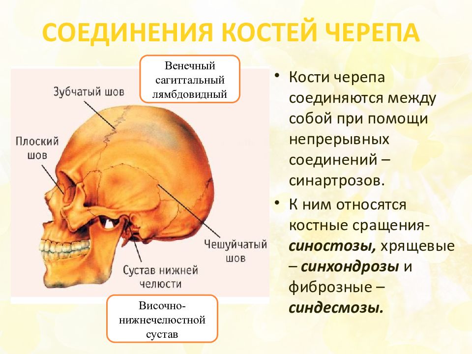 Швы черепа анатомия картинки