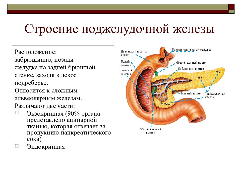 Схема строения поджелудочной железы