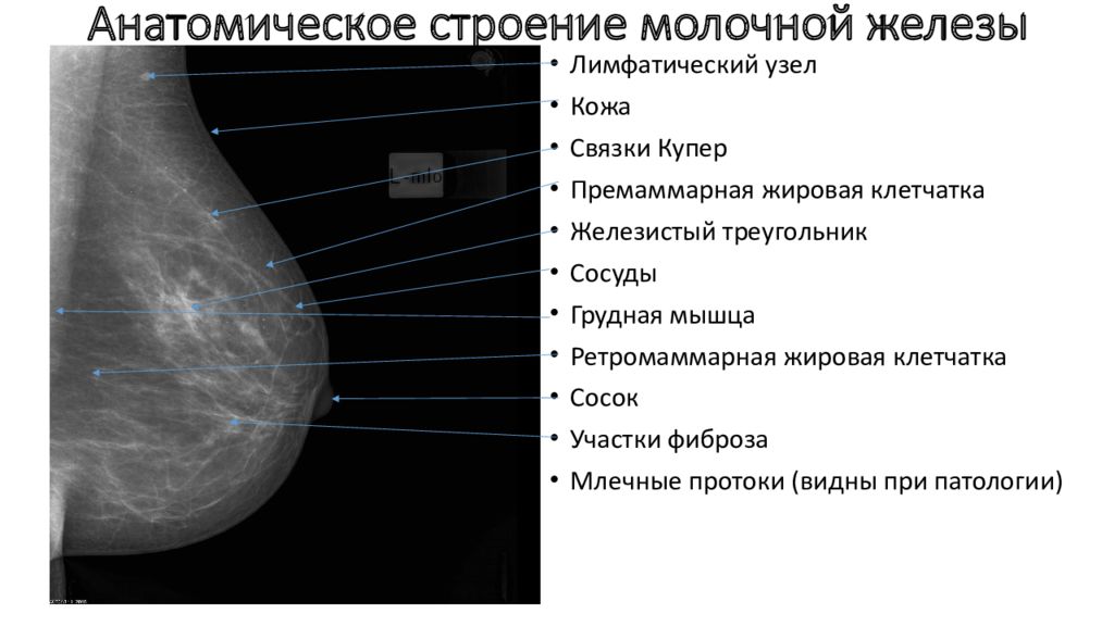 Схема обследования молочной железы у женщин